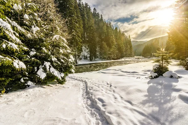 Frusna floden i skogen vid solnedgången — Stockfoto