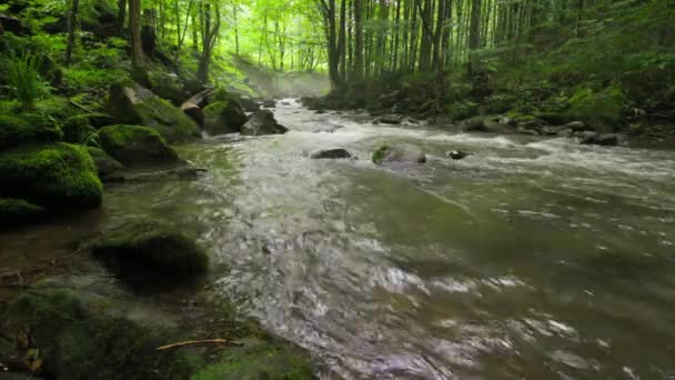 Лесная река весной — стоковое видео