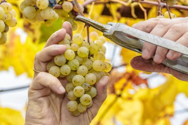 Çiftçi hasat beyaz üzüm