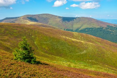 bir dağ yamacında Ladin ağacı