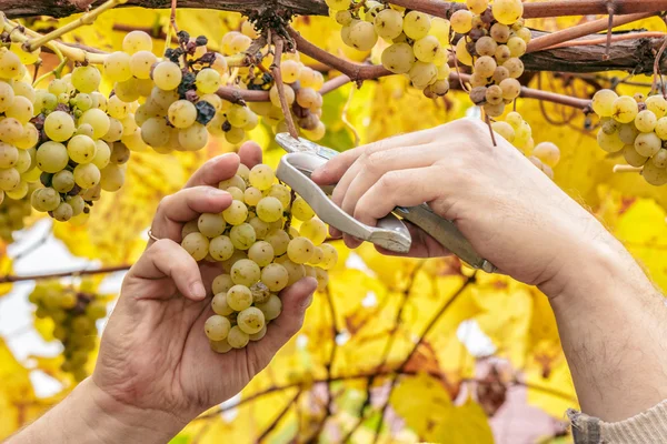 Farmer harvest white grapes — Stock Photo, Image