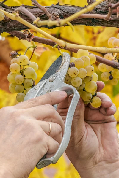 Урожай белого винограда — стоковое фото