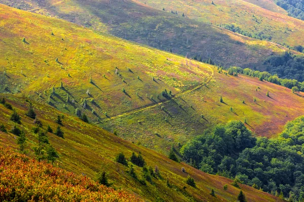 Floresta e prado em um lado de colina — Fotografia de Stock