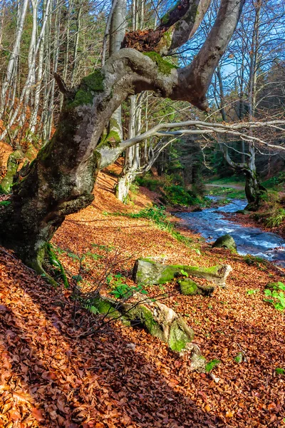 Gebirgsbach im Herbstwald — Stockfoto