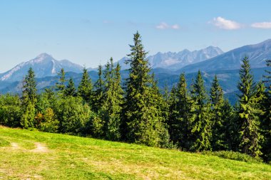 Tatras bir çayır Ladin ormanı