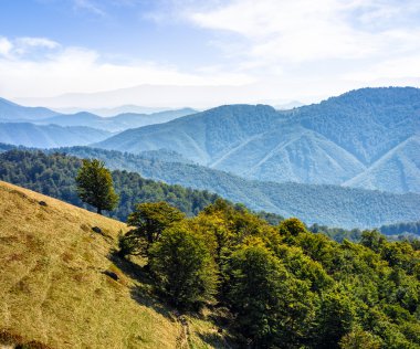 Orman bir dağ tepe tarafında