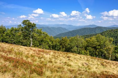 Orman bir dağ tepe tarafında