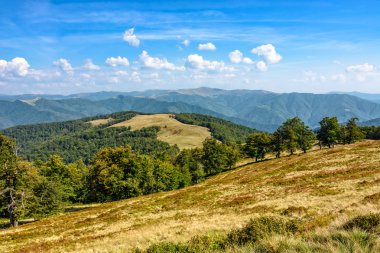 Orman bir dağ tepe tarafında