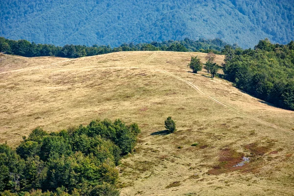 Forêt près prairie sur colline de montagne — Photo