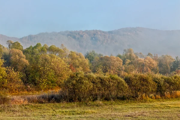 Morning fog among trees — Stock Photo, Image