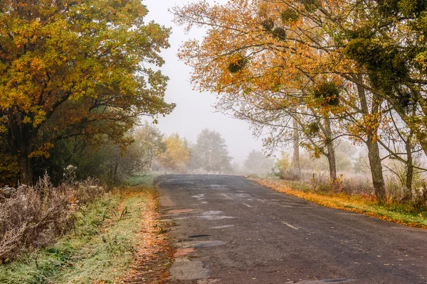Road through foggy forest in autumn — Stock Photo, Image