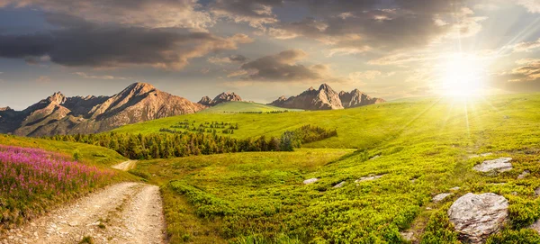 Fiori selvatici lungo la strada in collina al tramonto — Foto Stock