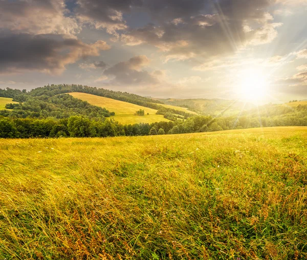 Ländliches Feld in der Nähe von Wald am Hang bei Sonnenuntergang — Stockfoto