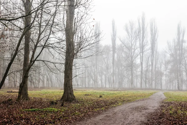 Autumn park in fog — Stock Photo, Image