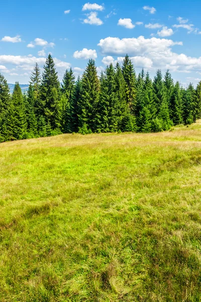 Coniferous forest on the hill — Stock Photo, Image