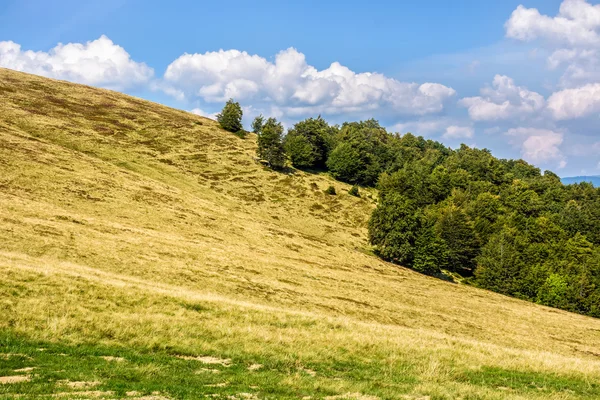 Trees on meadow in mountains — Stock Photo, Image