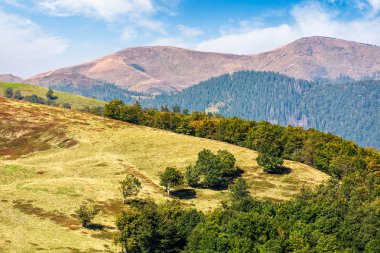çayır dağlarda ağaçlarda