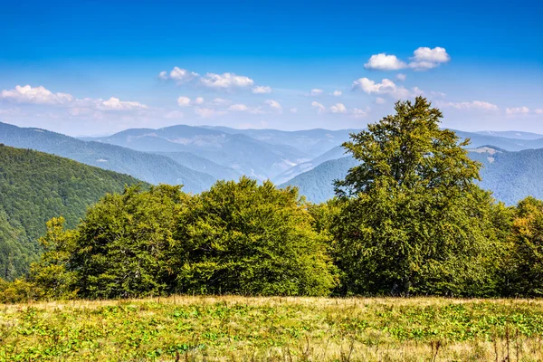 Bosque en una ladera de montaña — Foto de Stock