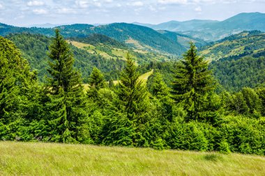 bir dağ yamacında iğne yapraklı orman