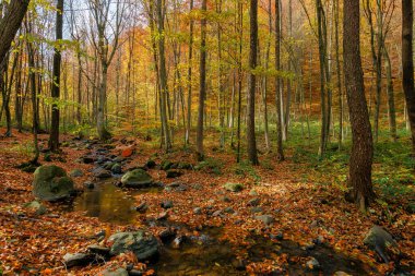 Ormandaki dere. Güneşli bir sonbahar gününde harika bir doğa manzarası. Rengarenk ağaçlar, Kayaların arasında su akıntısı ve yere düşen yapraklar