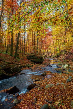 Sonbahar ormanındaki dağ deresi. Kayaların arasında su akıyor. Rengarenk ağaçlar, Sabah güneşli bir hava. Güzel doğa manzarası