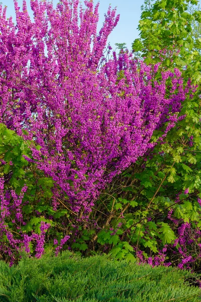 Judas Tree Blossoming Park Beautiful Nature Background Morning Light Purple — Stock Photo, Image