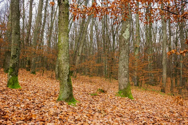 Wald Und Umgefallenes Laub November Trockenes Laub Auf Dem Boden — Stockfoto