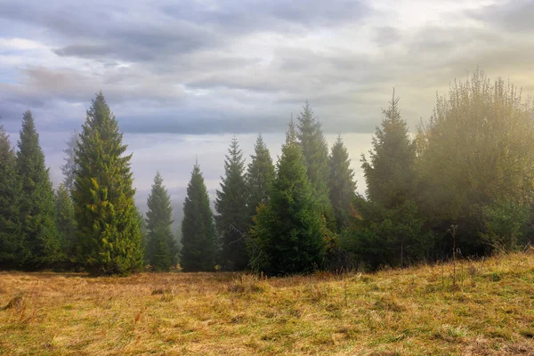Холодное Осеннее Утро Туманные Пейзажи Еловые Леса Травянистом Лугу Магия — стоковое фото