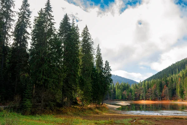 高山湖中的针叶林 秋天美丽的自然风光 晴空万里的干燥天气 — 图库照片