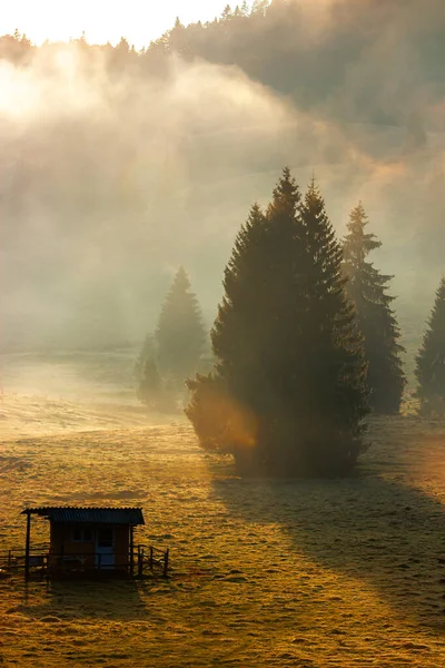 trees in the valley of mountainous natural park. foggy morning in autumn season. beautiful rolling landscape beneath a glowing sky