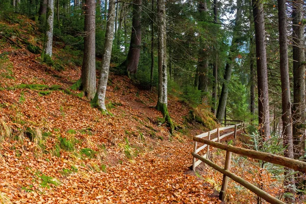 Cesta Lesem Krásná Podzimní Scenérie Dřevěný Plot Podél Lávky Pokrytý — Stock fotografie