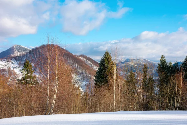 Paysage Hivernal Ensoleillé Montagne Forêt Bouleaux Sur Prairie Enneigée Nuages — Photo