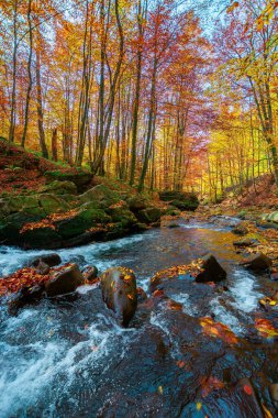 Sonbahar ormanındaki dağ deresi. Kayaların arasında su akıyor. Rengarenk ağaçlar, Sabah güneşli bir hava. Güzel doğa manzarası