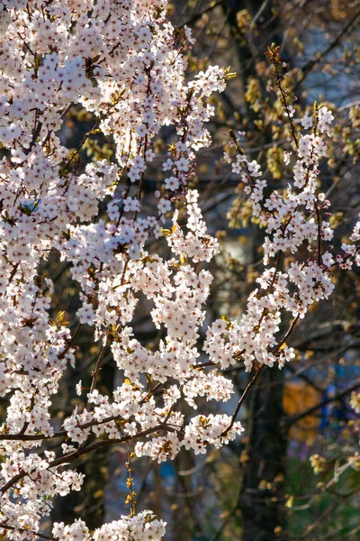 Winzige Apfelblüten Schöne Natur Hintergrund Frühling Sonniges Wetter Zierpflanze — Stockfoto