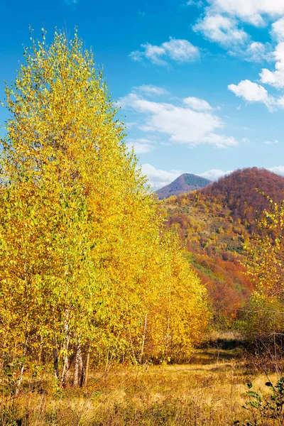Birch Forest Hill Beautiful Autumn Landscape Carpathian Mountains Bright Vivid — Stock Photo, Image