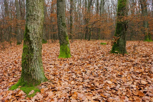 Wald Und Umgefallenes Laub November Trockenes Laub Auf Dem Boden — Stockfoto