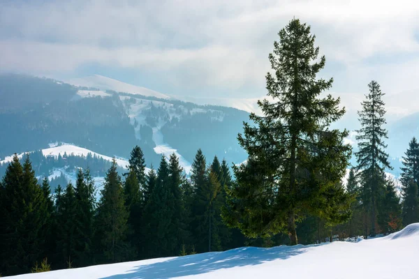 Fichtenwald Auf Dem Schneebedeckten Hügel Schöne Winterlandschaft Den Bergen Entfernter — Stockfoto