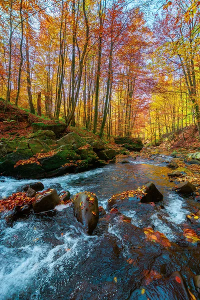 Sonbahar ormanındaki dağ deresi. Kayaların arasında su akıyor. Rengarenk ağaçlar, Sabah güneşli bir hava. Güzel doğa manzarası