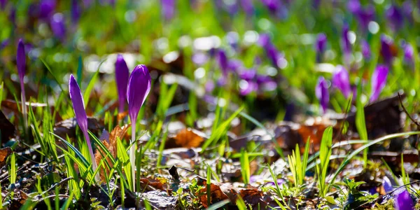 Krokus Kwiaty Bliska Polanie Lasu Piękne Krajobrazy Natury Słoneczny Dzień — Zdjęcie stockowe