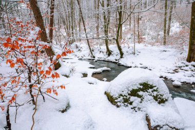 Dağ nehri kış ormanı boyunca akar. Karla kaplanmış ağaçların ve nehir kenarlarının olduğu güzel bir manzara. Dal üzerinde sonbahar renginde birkaç yaprak. 