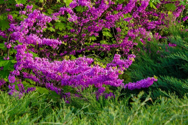 Judas Tree Blossoming Park Beautiful Nature Background Morning Light Purple — Stock Photo, Image