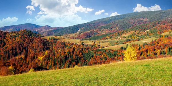 Sonbahar Mevsiminde Kırsal Alan Çimenli Dağ Tepelerindeki Ağaçlar Sonbahar Renklerinde — Stok fotoğraf