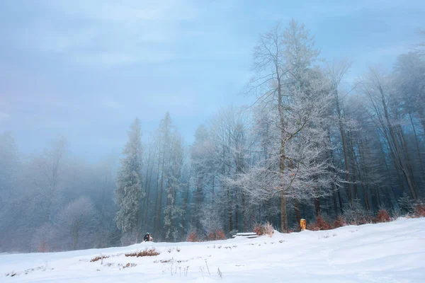 Floresta Uma Encosta Coberta Neve Árvores Hoarfrost Misterioso Tempo Nebuloso — Fotografia de Stock