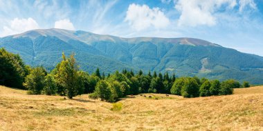 Dağlardaki çayırlarda sarı çimenler. Mavi gökyüzünün altında, öğleden sonra kabarık bulutlu güzel doğa manzarası..