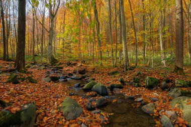 Ormandaki dere. Güneşli bir sonbahar gününde harika bir doğa manzarası. Rengarenk ağaçlar, Kayaların arasında su akıntısı ve yere düşen yapraklar