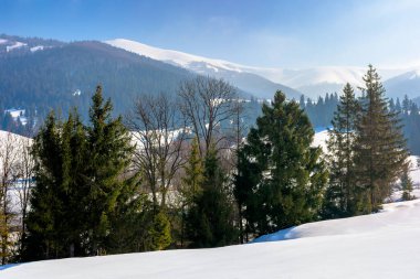 Karla kaplı çayırdaki ladin ormanı. Güneşli bir sabahta dağlarda güzel bir kış manzarası