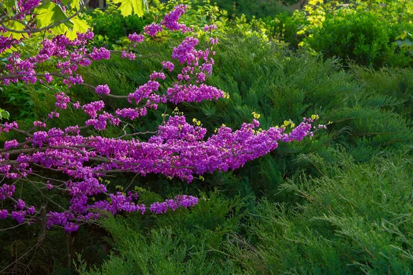 Judas Tree Blossoming Park Beautiful Nature Background Morning Light Purple — Stock Photo, Image