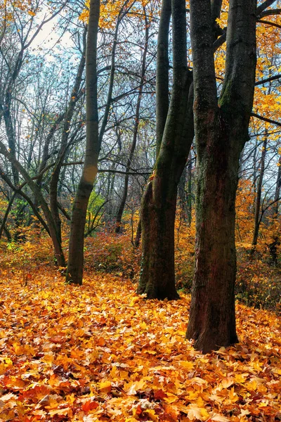 Słoneczny Jesienny Krajobraz Drzewami Gałęzie Kolorowych Liściach Ziemia Pokryta Opadłymi — Zdjęcie stockowe