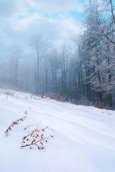 Wald Einem Schneebedeckten Hang Bäume Raureif Mysteriöses Nebelwetter Morgen Schöne — Stockfoto