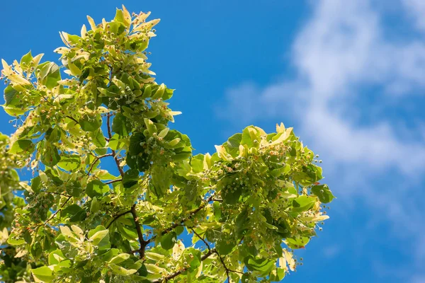 Weelderige Lindetak Groen Blad Zomer Natuur Achtergrond Zonnig Weer Met — Stockfoto